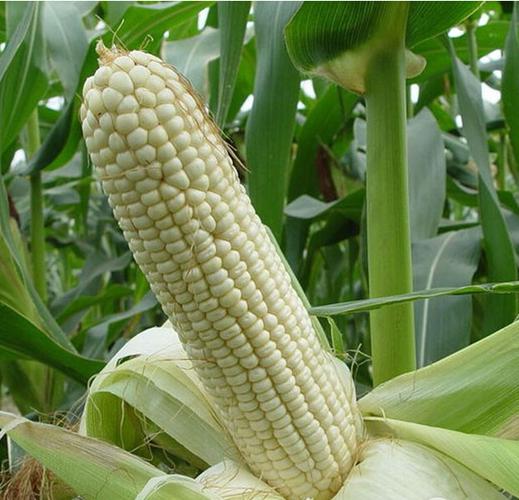 香雪糯水果玉米种子-水果玉米种子-保定市金穗农业科技