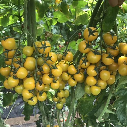 江西圣尼斯邦尼番茄种子苗子生产厂家-凌广农业