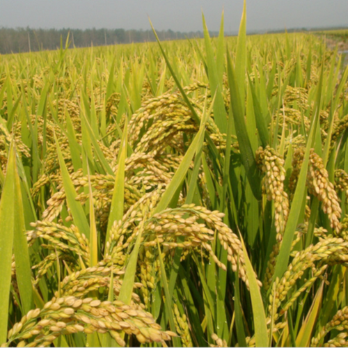 供应农作物种子常规水稻种子 早籼稻谷