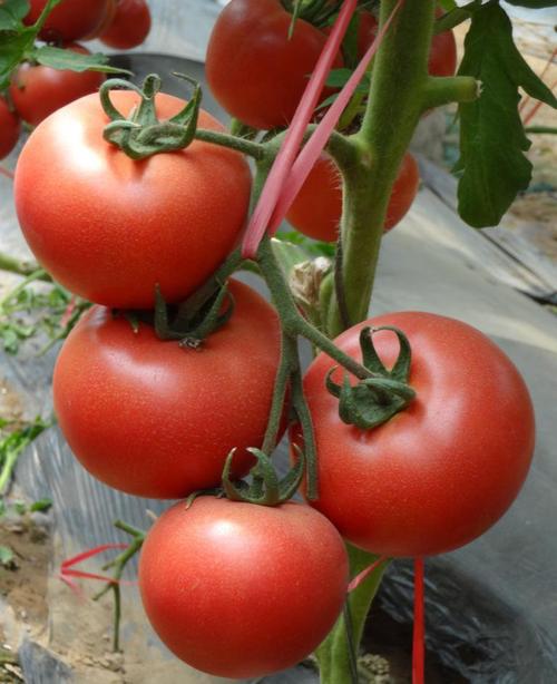 常年蔬菜苗子 种子批发番茄种苗 欧瑞258苗子