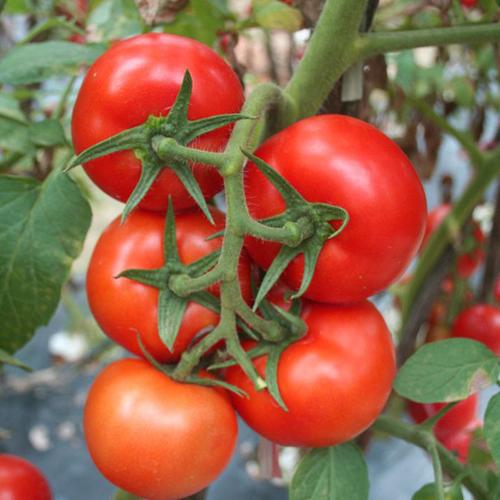 夏种耐热抗青枯红石头硬果番茄种子农作物种子铁红160番茄