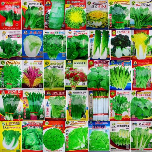 厂家直销春秋季菜种豆角蔬菜种子彩袋包装阳台菜籽菜园菜种子