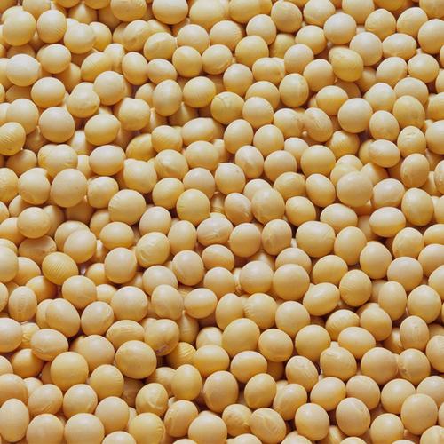 种植合作社自产自销大豆 非转基因黄豆种子 批发合作量多优惠