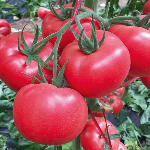 德尔农业科技德尔西红柿种子品质好|云南德尔西红柿种子多少钱