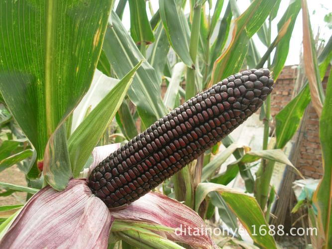 地泰农业甜糯黑玉米种子 特种粮食黑玉米 种子 批发